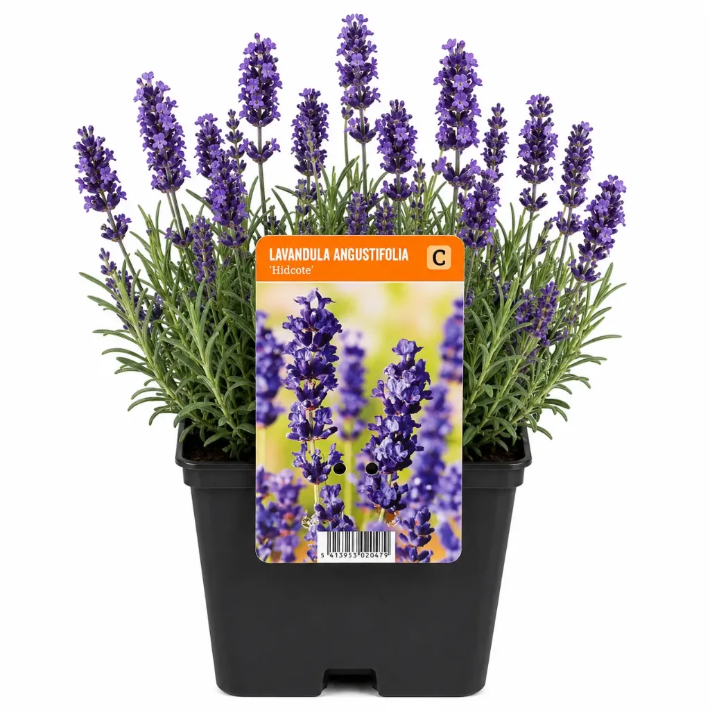 Laventeli ’Hidcote’ – Lavandula angustifolia