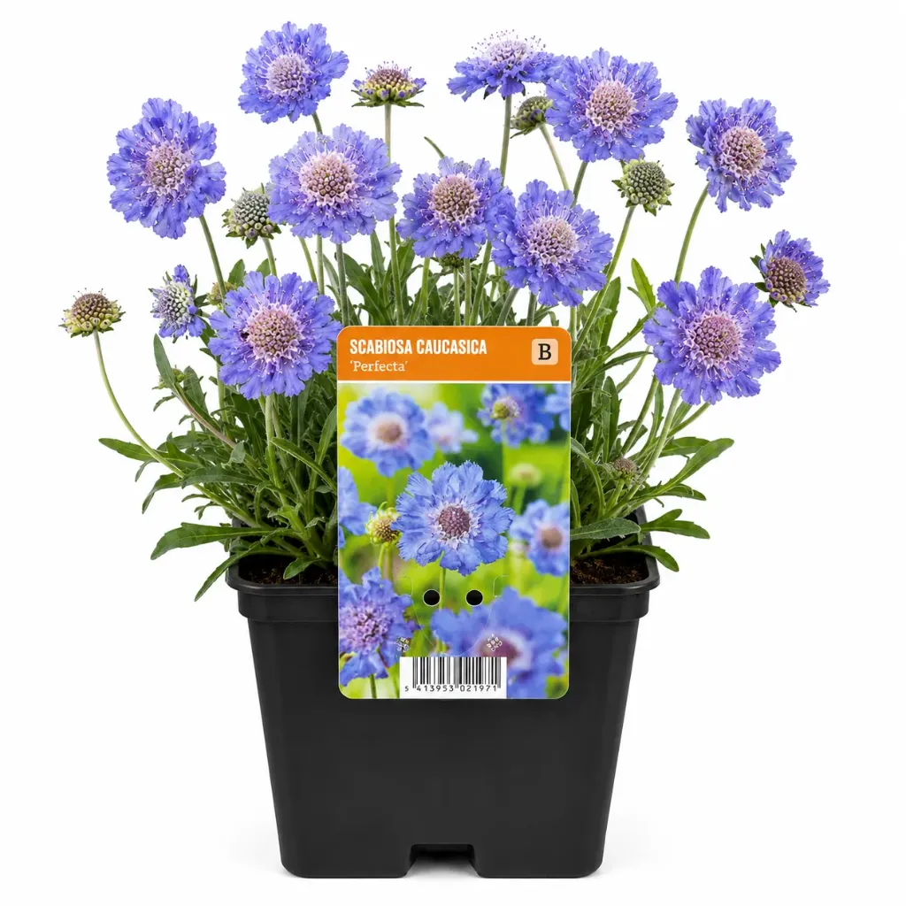 Punaängelmä ’Perfecta’ – Scabiosa caucasica