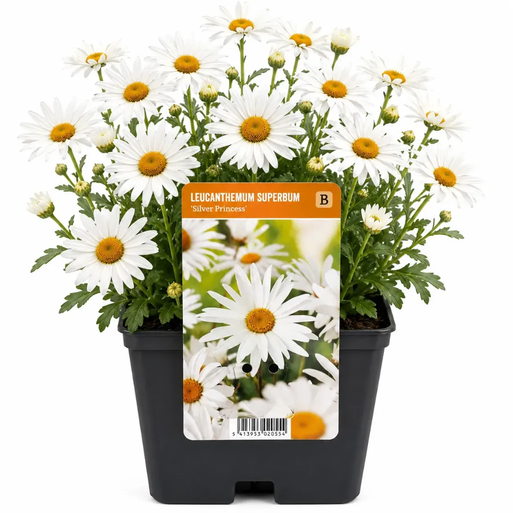 Päivänkakkara ’Silver Princess’ – Leucanthemum superbum