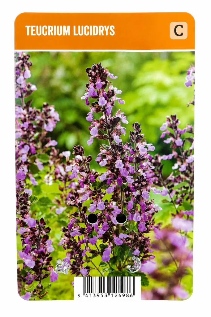 Jalopiikkiputki – Teucrium lucidrys