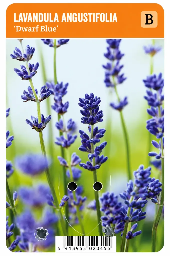 Laventeli ’Dwarf Blue’ – Lavandula angustifolia