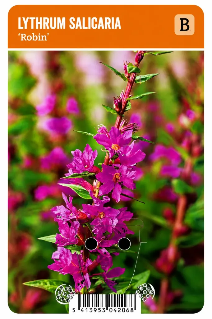 Rantakukka ’Robin’ – Lythrum salicaria