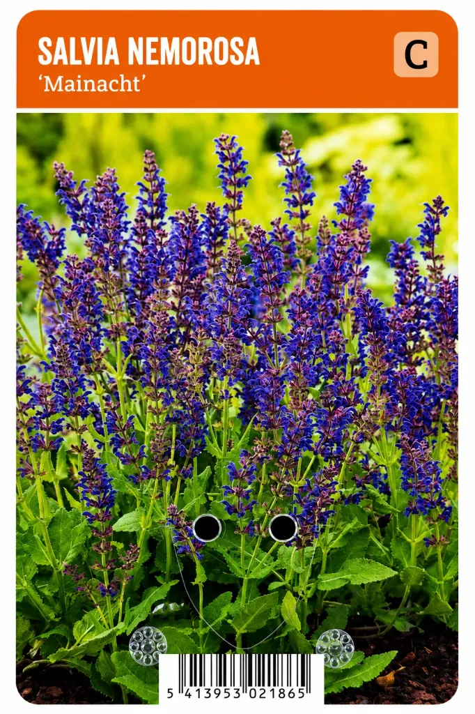 Metsäsalvia ’Mainacht’ – Salvia nemorosa