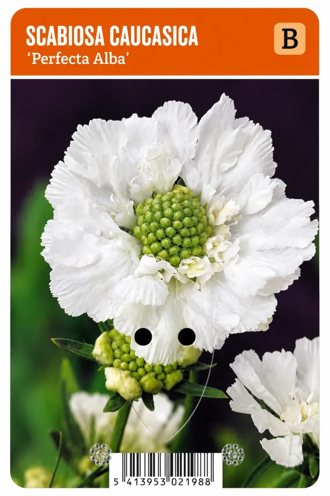 Punaängelmä ’Perfecta Alba’ – Scabiosa caucasica
