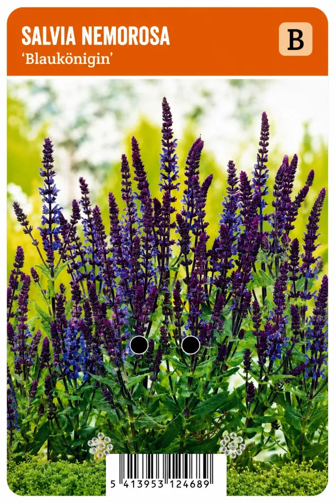 Metsäsalvia ’Blaukönigin’ – Salvia nemorosa