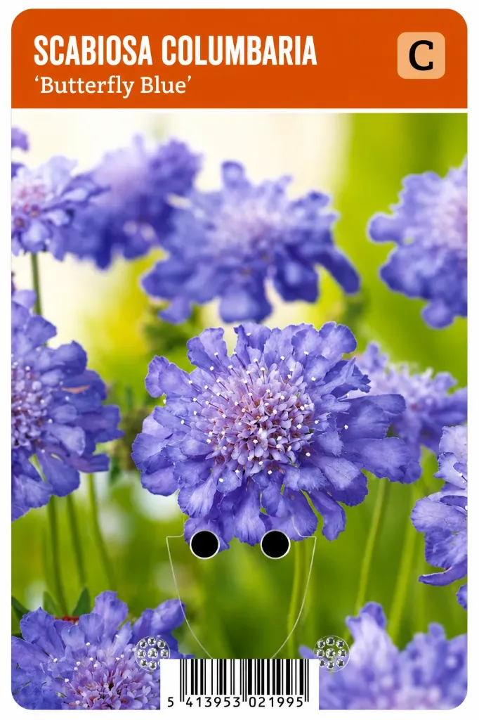 Punaängelmä ’Butterfly Blue’ – Scabiosa columbaria