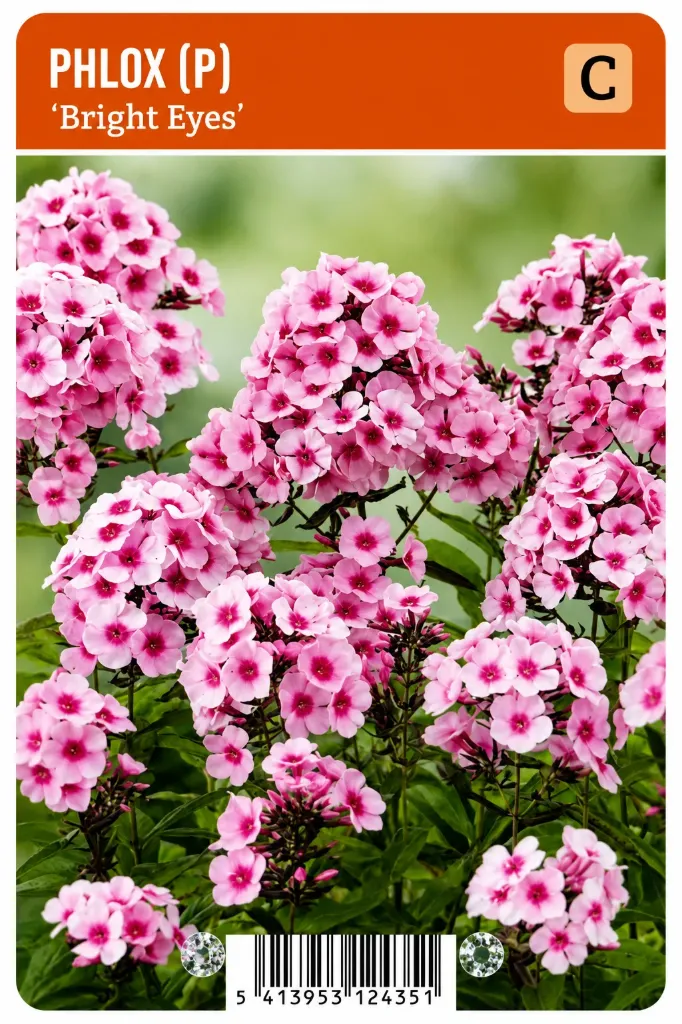 Syysleimu ’Bright Eyes’ – Phlox paniculata