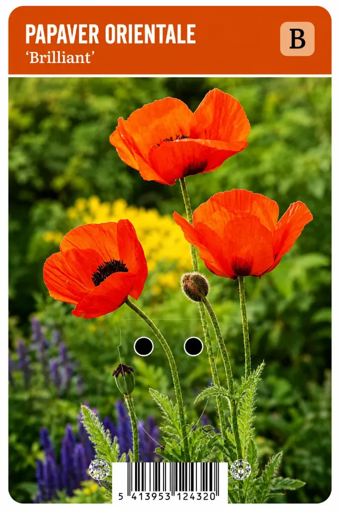 Idänunikko ’Brilliant’ – Papaver orientale