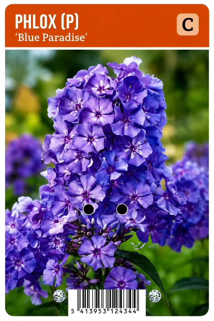 Syysleimu ’Blue Paradise’ – Phlox paniculata