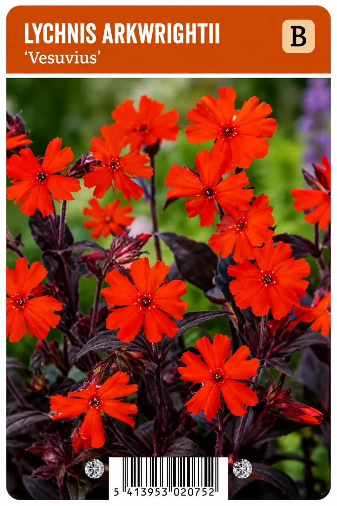 Palavarakkaus ’Vesuvius’ – Lychnis arkwrightii