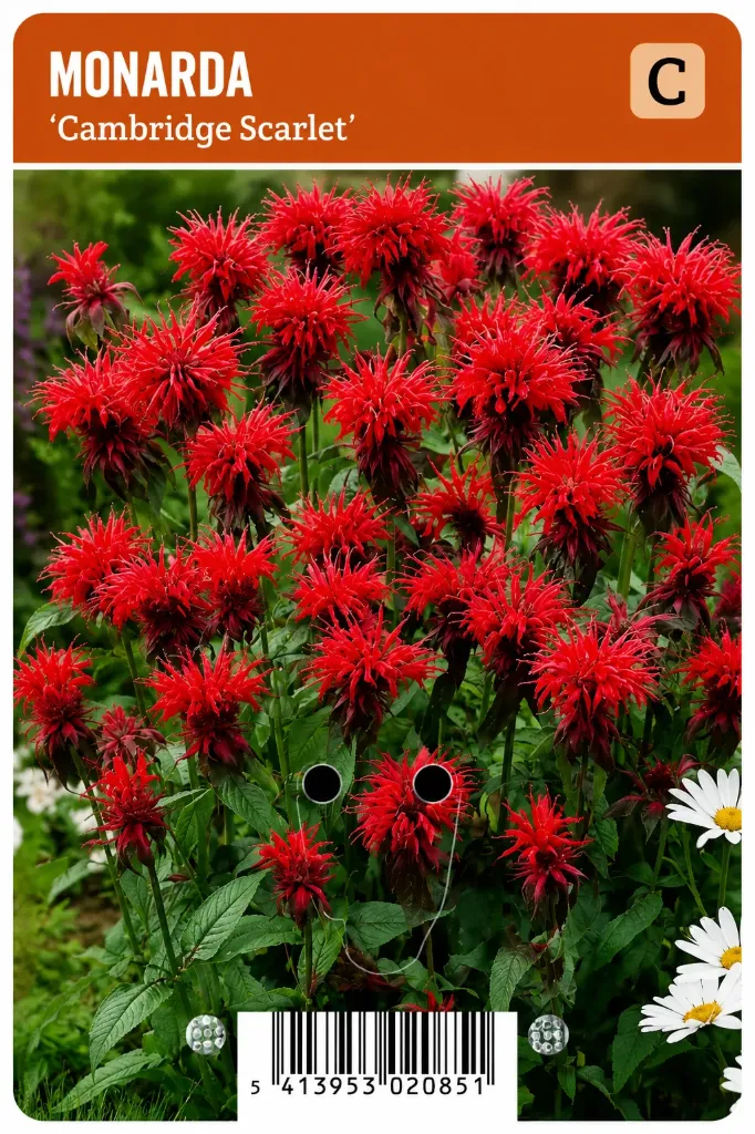 Punamonarda ’Cambridge Scarlet’ – Monarda didyma