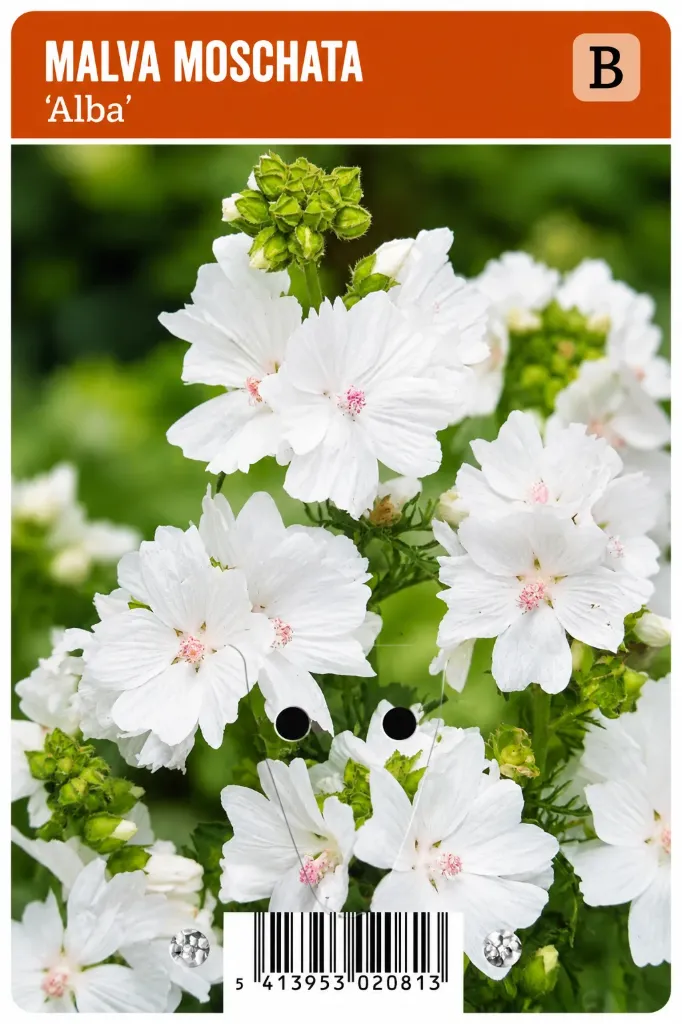 Myskimalva ’Alba’ – Malva moschata