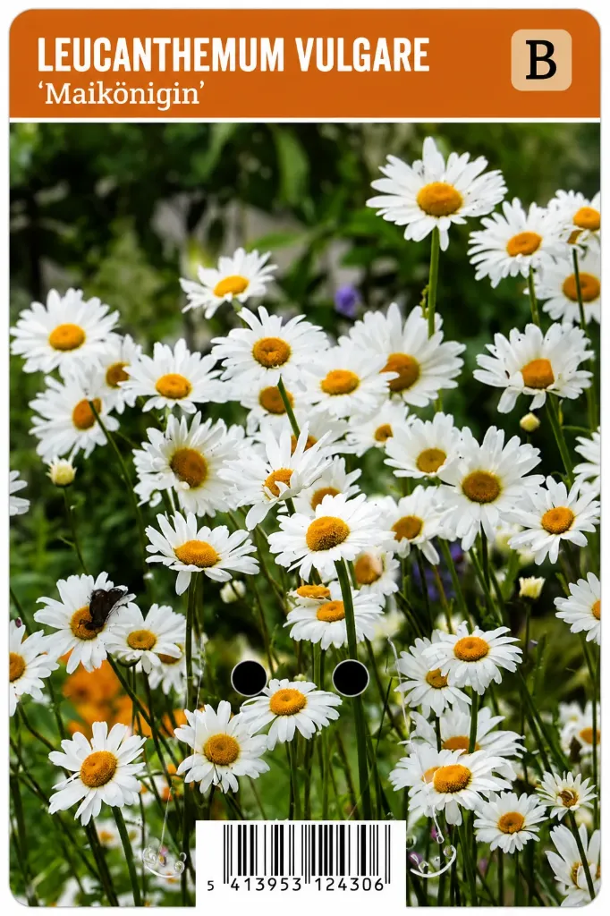 Päivänkakkara ’Maikönigin’ – Leucanthemum vulgare
