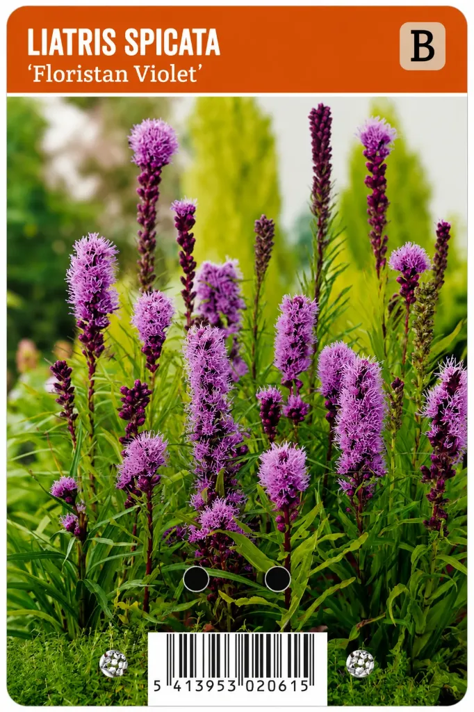 Punatähkä ’Floristan Violet’ – Liatris spicata