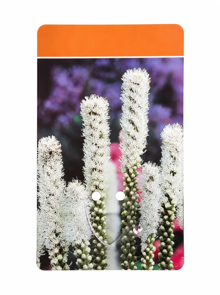 Liatris spicata ‘Floristan Weiss’