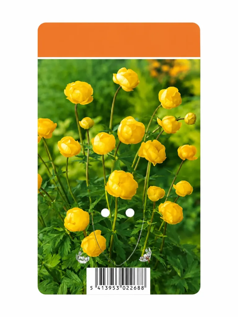 Kullero – Trollius europaeus