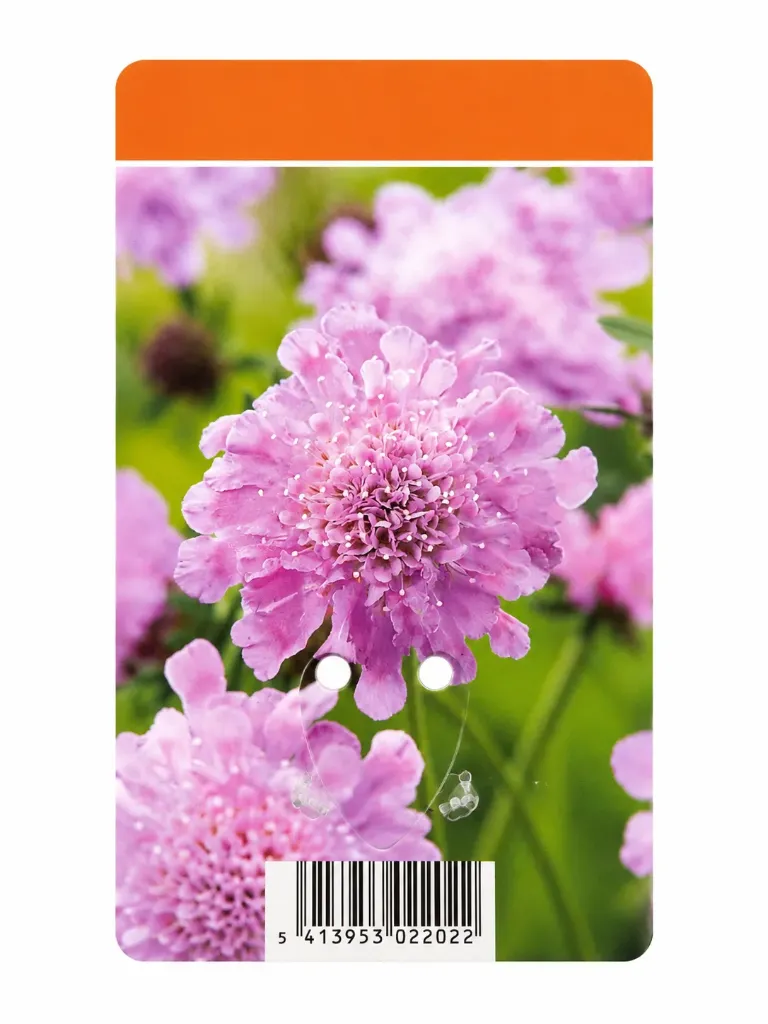 Punaängelmä ‘Pink Mist’ – Scabiosa columbaria