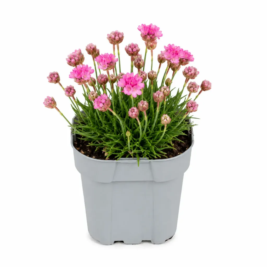 Mätäslaukkaneilikka ’New Zealand Form’ – Armeria juniperifolia ’New Zealand Form’