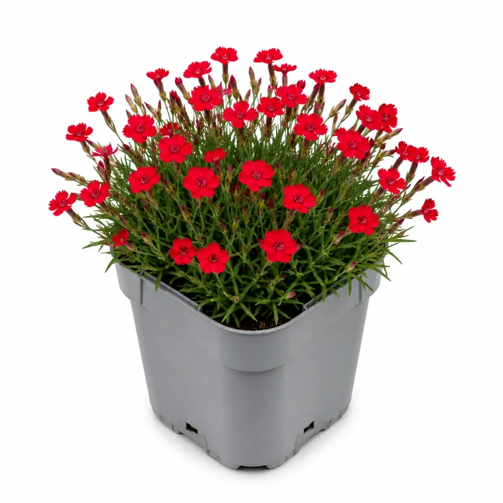 Ketoneilikka ‘Flashing Lights’ – Dianthus deltoides ‘Flashing Lights’