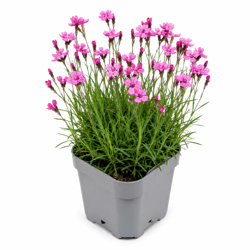 Kartuusianeilikka / Munkkineilikka – Dianthus carthusianorum
