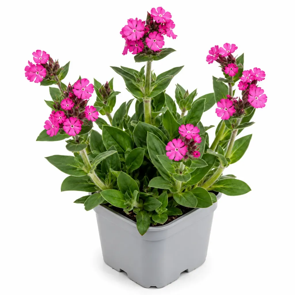 Puna-ailakki ‘Rollies Favourite’ – Silene dioica ‘Rollies Favourite’