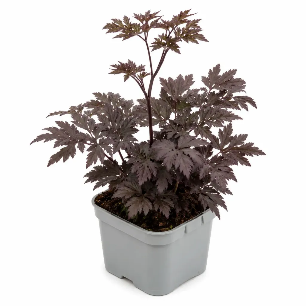 Syyskimikki ‘Pink Spike’ – Actaea simplex ‘Pink Spike’
