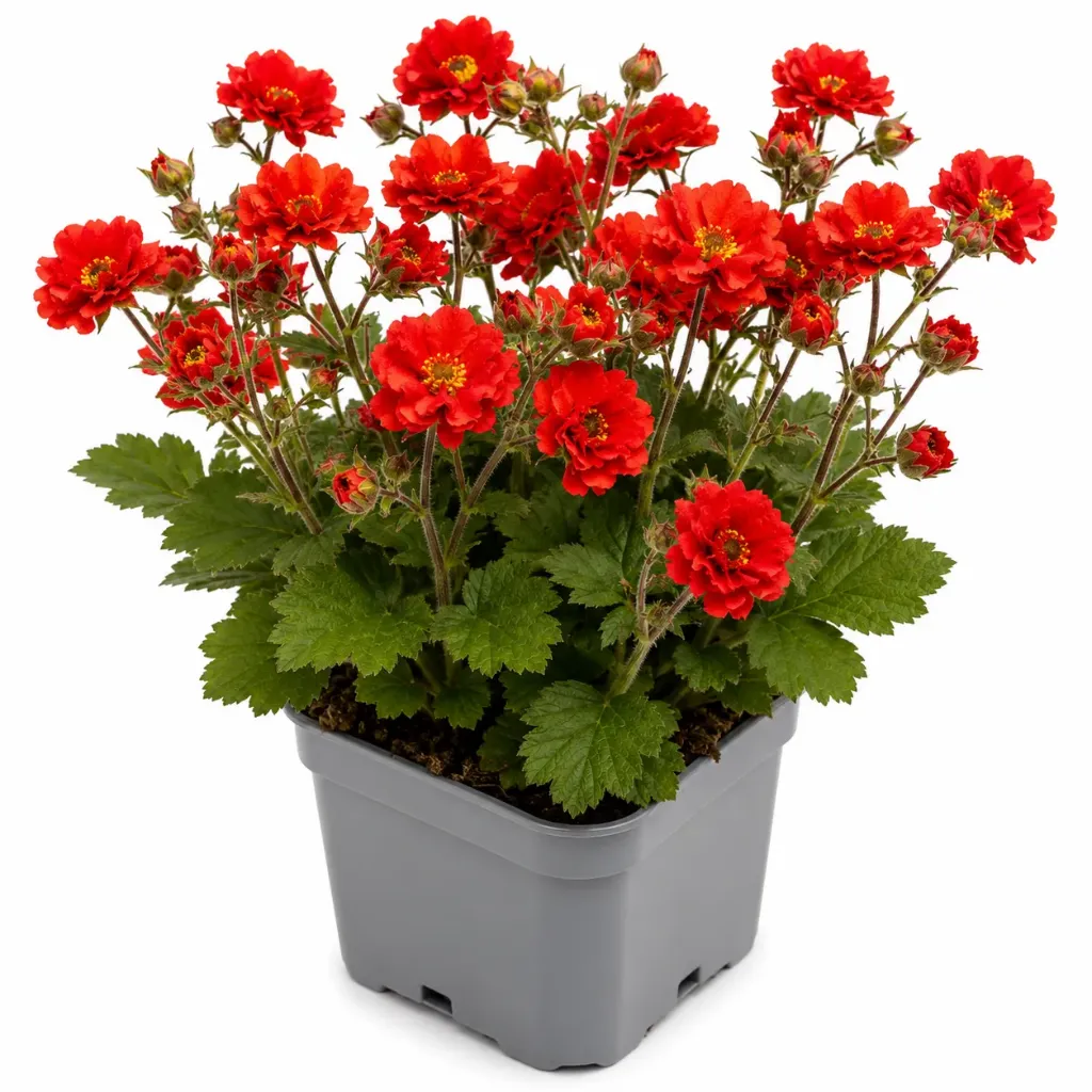Kellukka ‘Fiery Tempest’ – Geum ‘Fiery Tempest’