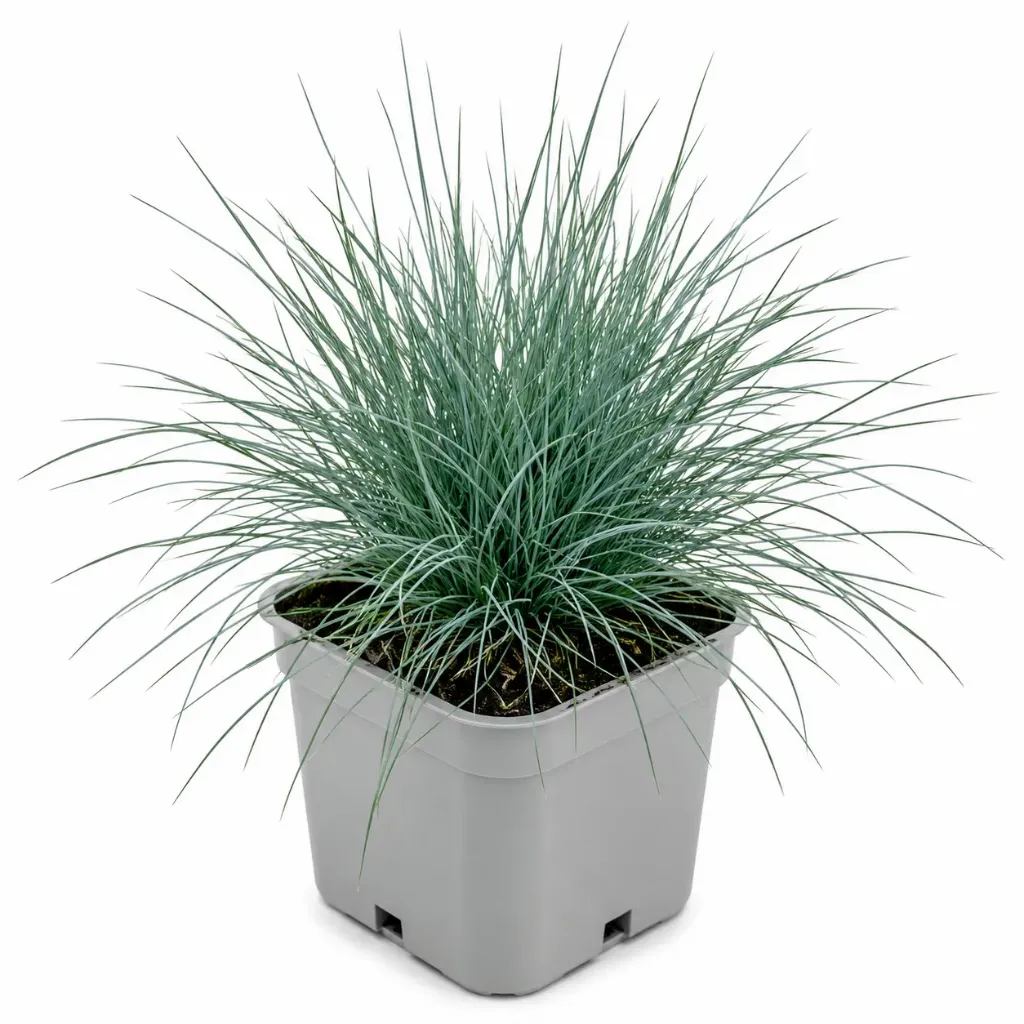 Sininata ‘Elijah Blue’ – Festuca glauca ‘Elijah Blue’