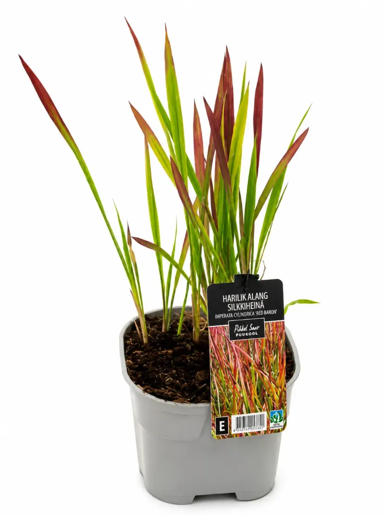 Silkkiheinä 'Red Baron' – Imperata cylindrica