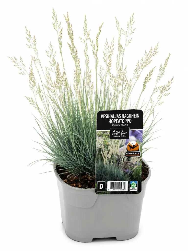Hopeatoppo – Koeleria glauca
