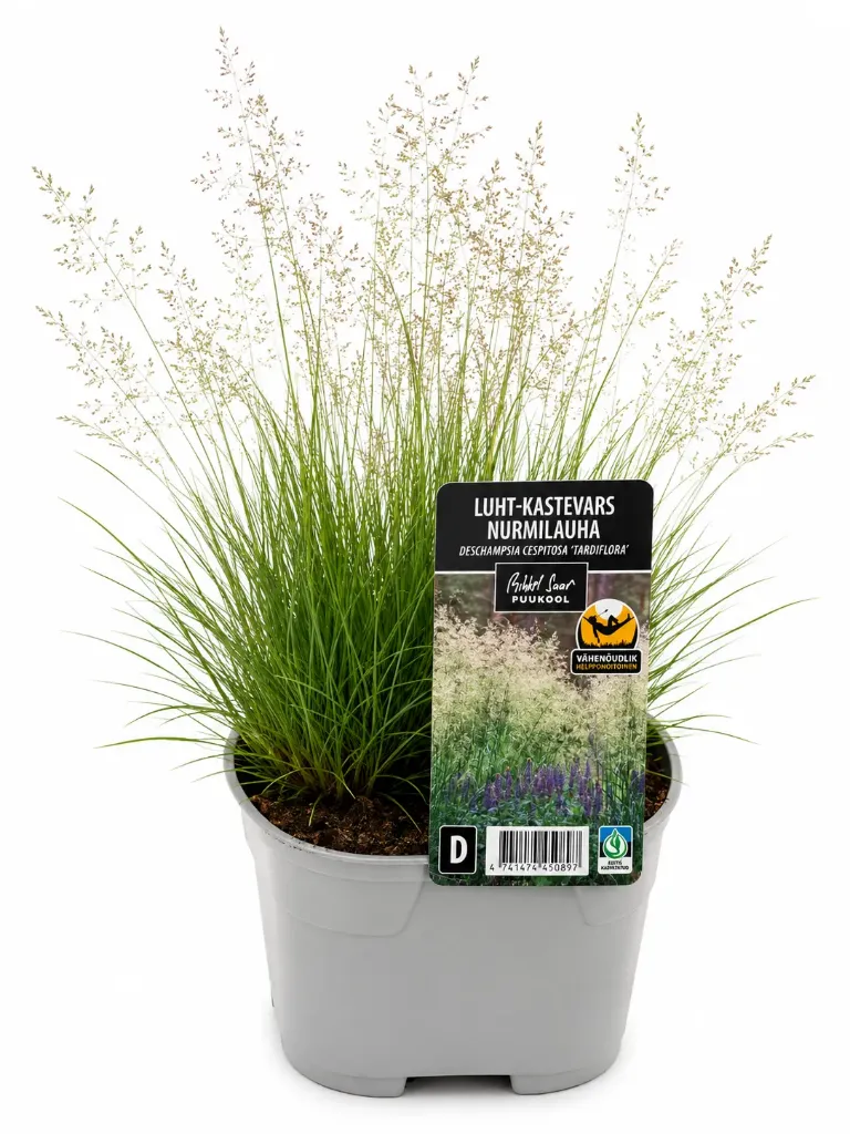 Nurmilauha – Deschampsia cespitosa 'Tardiflora'