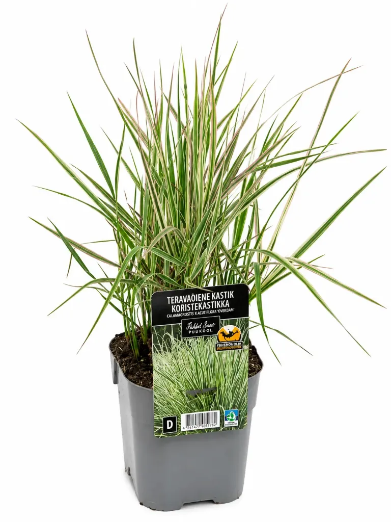 Koristekastikka 'Overdam' – Calamagrostis x acutiflora 'Overdam'