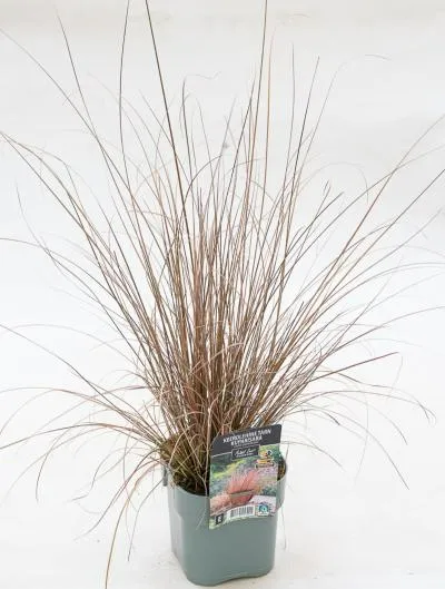 Kuparisara – Carex buchananii