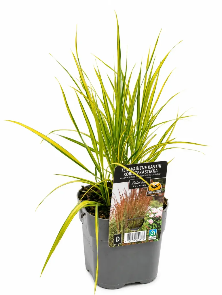 Koristekastikka 'England' – Calamagrostis x acutiflora 'England'