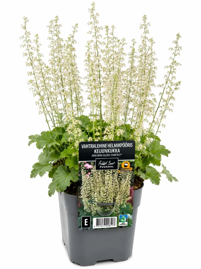 Keijunkukka 'Chantilly' – Heuchera villosa 'Chantilly'