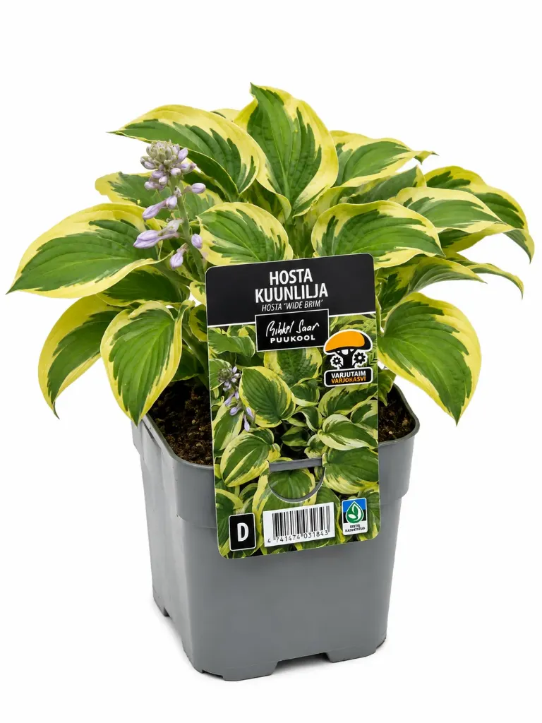 Kuunlilja 'Wide Brim' – Hosta 'Wide Brim