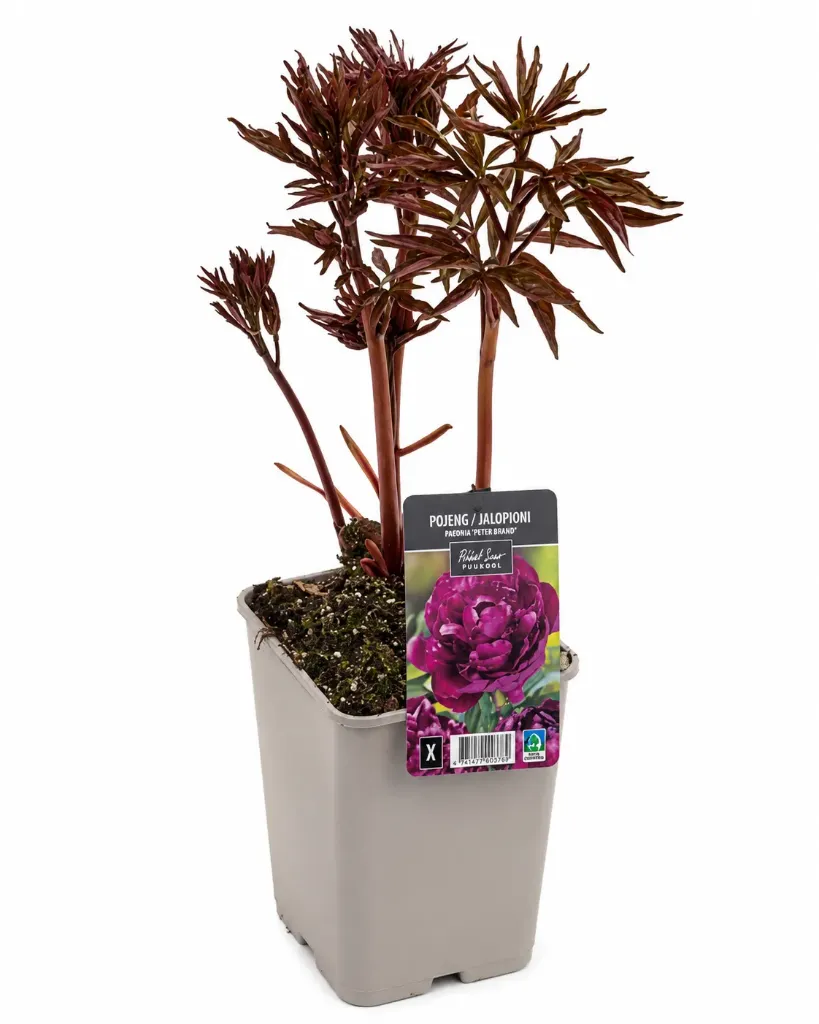 Jalopioni ‘Peter Brand’ – Paeonia lactiflora