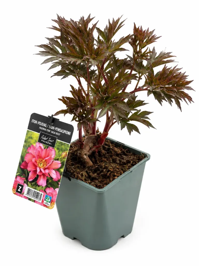 Itoh-pensaspioni ‘Julia Rose’ – Paeonia Itoh