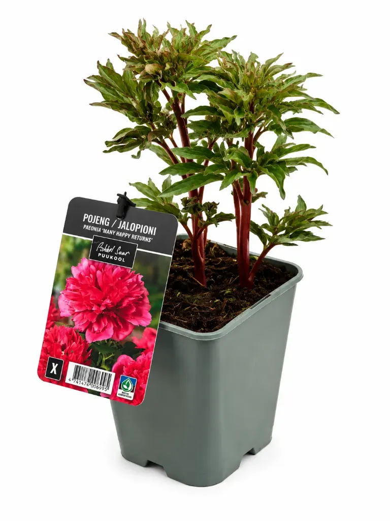 Jalopioni ‘Many Happy Returns’ – Paeonia lactiflora