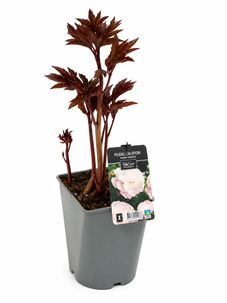 Jalopioni ‘Gardenia’ – Paeonia lactiflora