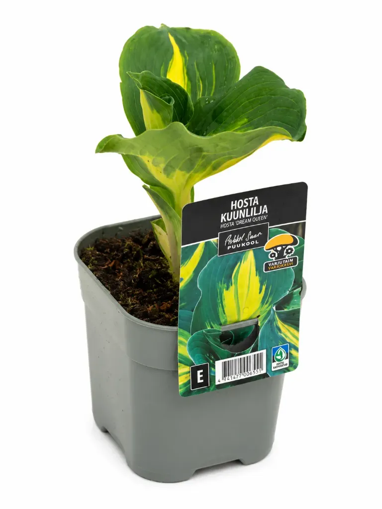 Kuunlilja ‘Dream Queen’ – Hosta hybrid