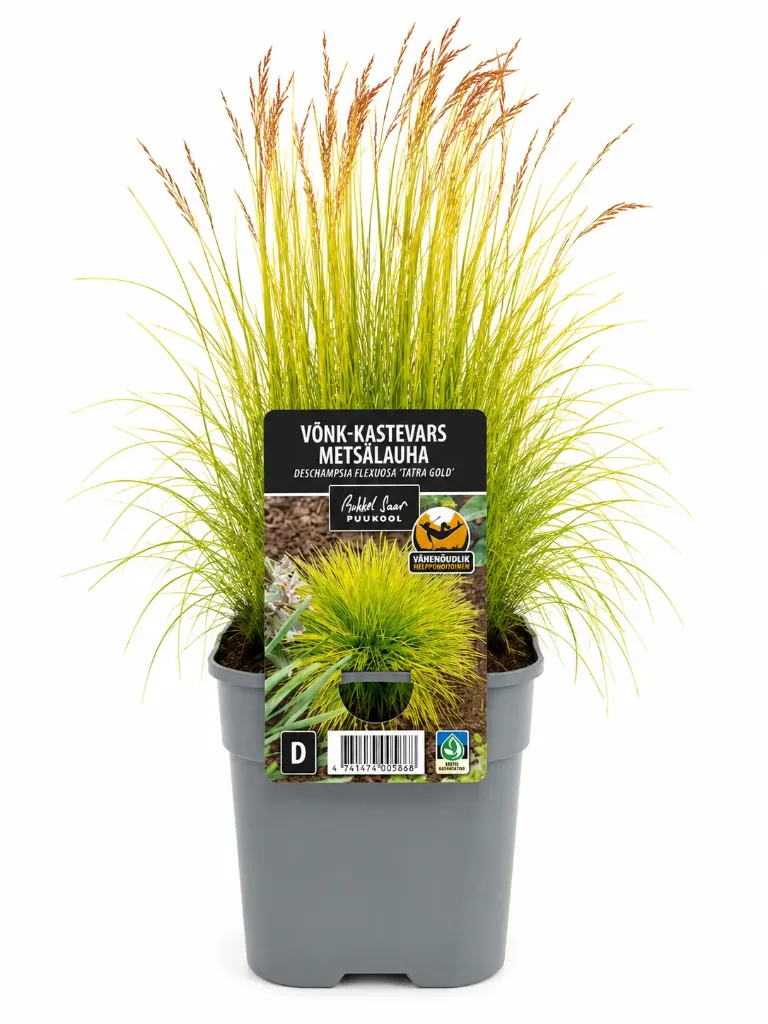 Metsälauha ‘Tatra Gold’ – Deschampsia flexuosa