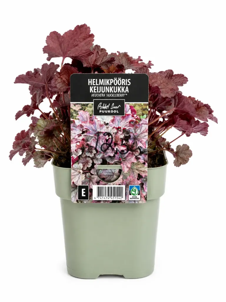 Keijunkukka ‘Huckleberry’ – Heuchera hybrid