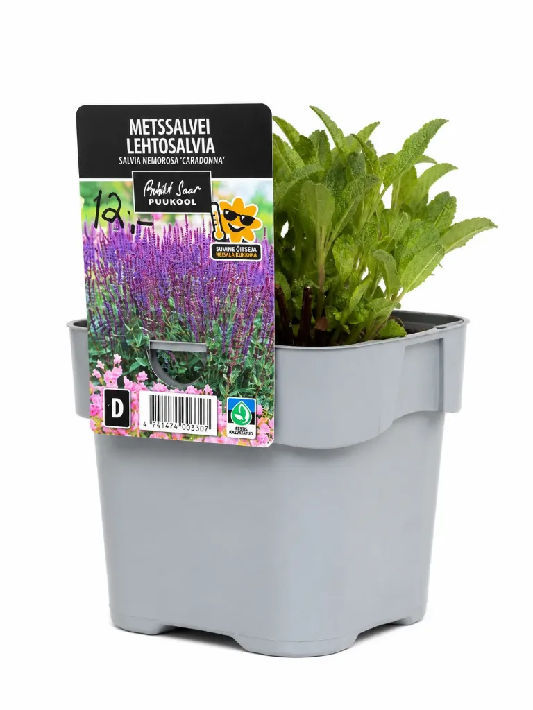 Metsäsalvia ‘Caradonna’ – Salvia nemorosa