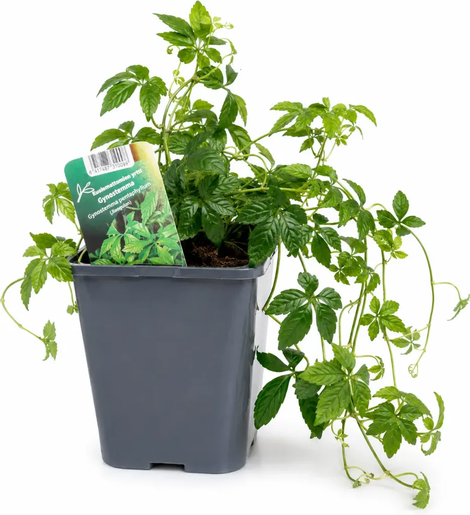Kuolemattomien yrtti Gynostemma pentaphyllum
