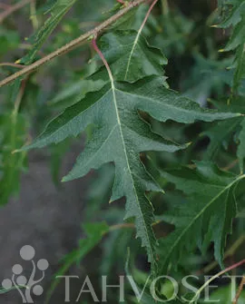 Taalainkoivu Betula pendula ’Dalecarlica’ Myyntikoko 150–250