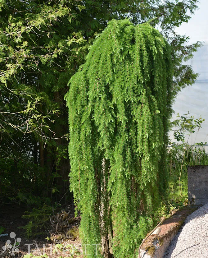 Japaninlehtikuusi ’Stiff Weeper’ Larix kaempferi ’Stiff Weeper’ Myyntikoko runko 120
