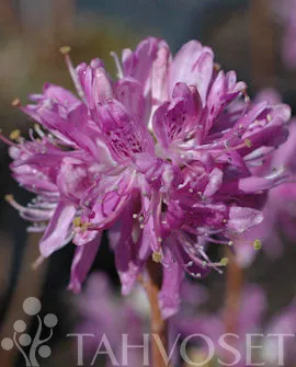 Kanadanatsalea ’Violetta’ FinE Rhododendron canadense ’Violetta’ Myyntikoko 30–40 3L