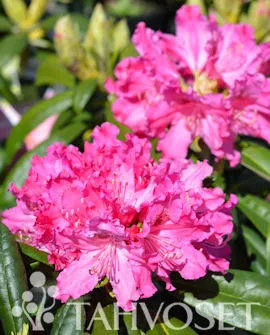 Alppiruusu ’Unelma’ FinE Rhododendron ’Unelma’ Myyntikoko 25–40