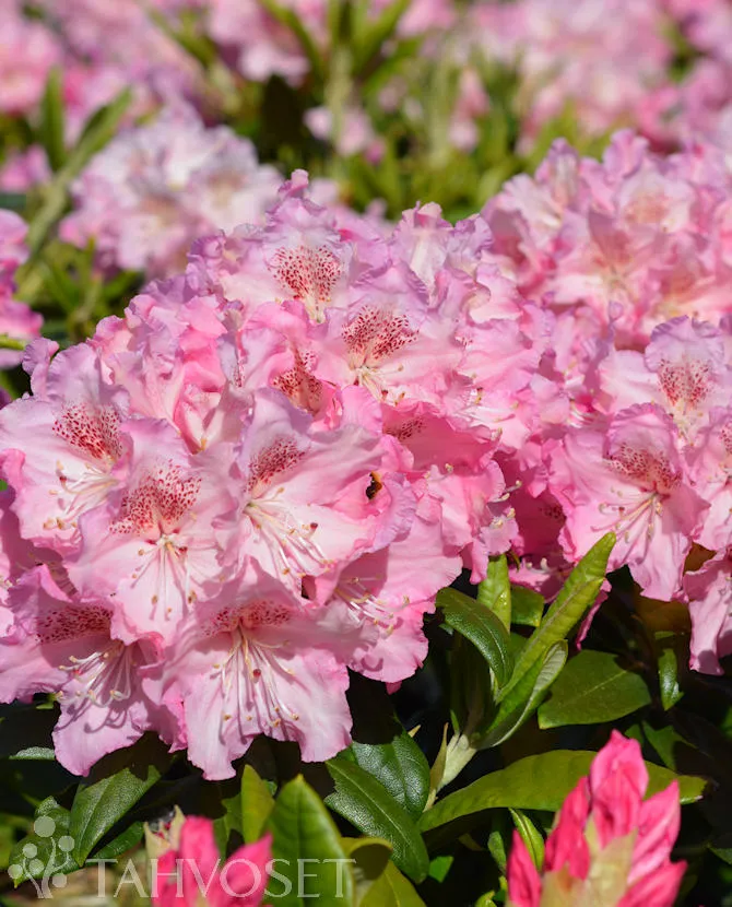 Alppiruusu ’Marketta’ FinE Rhododendron ’Marketta’ Myyntikoko 25–40